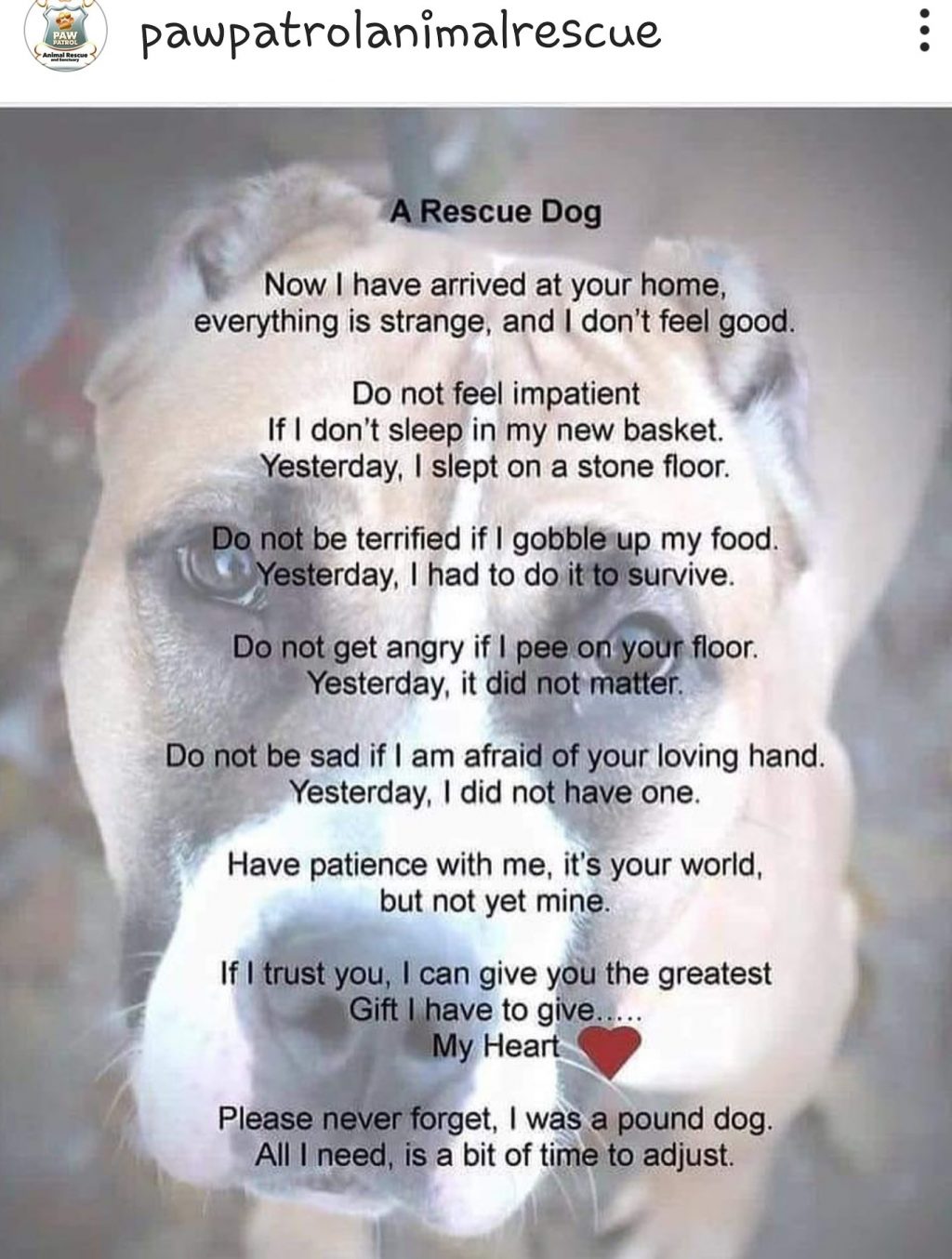 A Rescue Dog